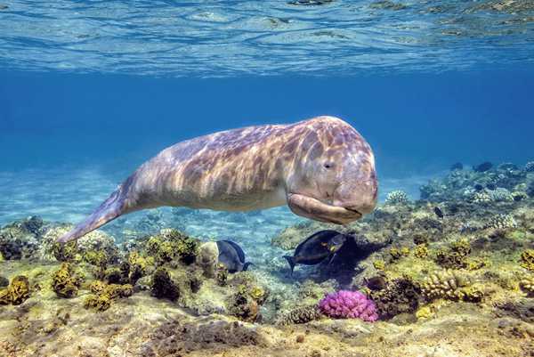 "Duyong" ή "dugong"