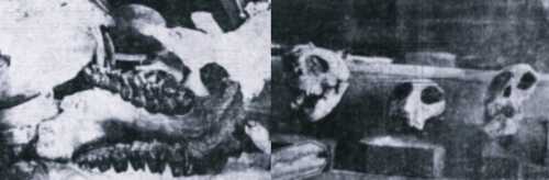 Φωτογραφίες από τα ευρήματα των ανασκαφών στο Πικέρμι. Οδοντοστοιχία "Μακροθηρίου της Αττικής" (αριστερά) και κεφαλές Μεσοπιθήκων (δεξιά)